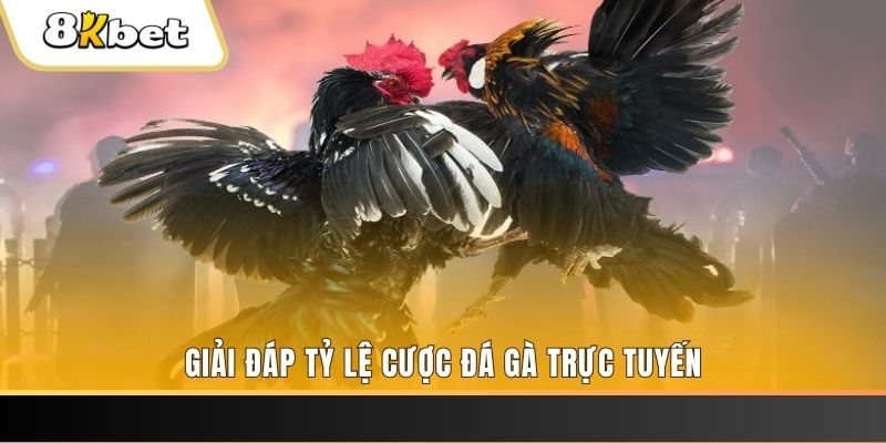 78win8 trực tiếp đá gà thomo